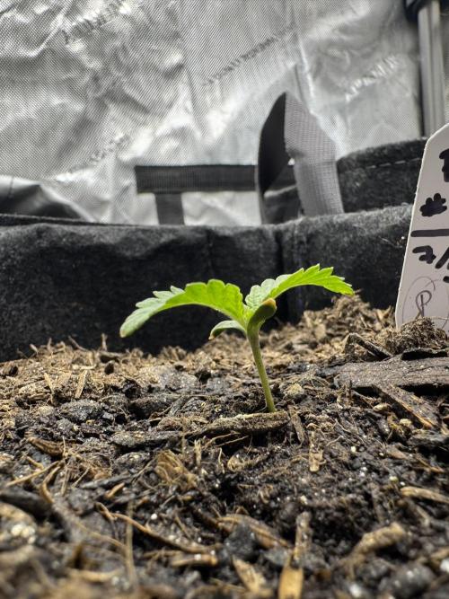 🔮Future #1 Pheno Hunt w/ Lab Testing. Week 1