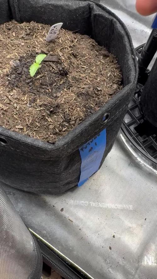 🔮Future #1 Pheno Hunt w/ Lab Testing