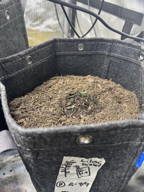 💜⛽️ Lilac Diesel Rbx2 Photo - AB Testing. Week 1