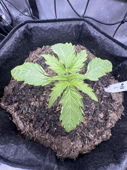 🍇 Planet of the Grapes Auto + Lab Test. Week 2
