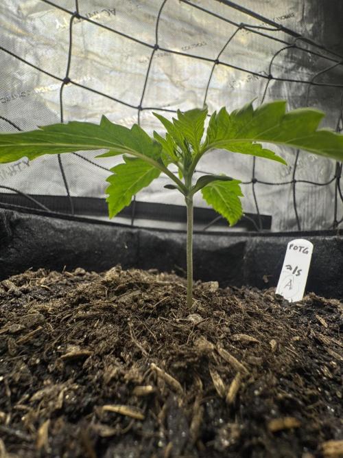 🍇 Planet of the Grapes Auto + Lab Test. Week 2