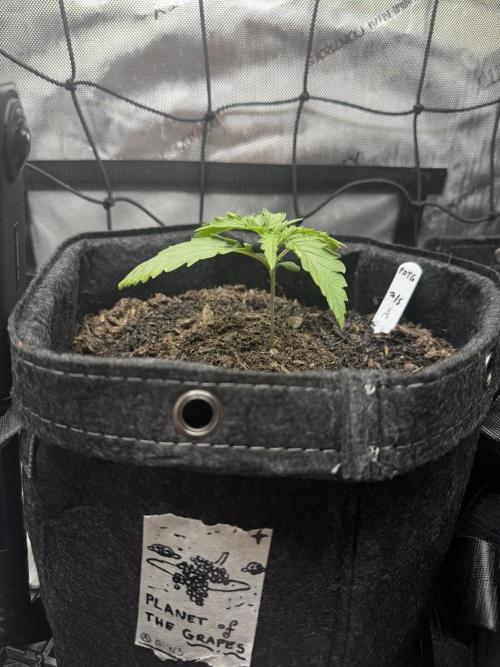 🍇 Planet of the Grapes Auto + Lab Test. Week 2
