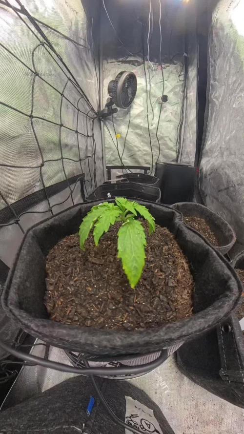 🍇 Planet of the Grapes Auto + Lab Test