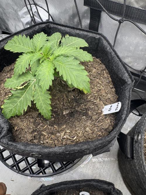 🍇 Planet of the Grapes Auto + Lab Test. Week 3