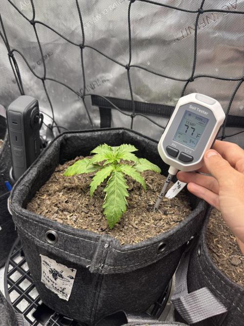 🍇 Planet of the Grapes Auto + Lab Test. Week 3