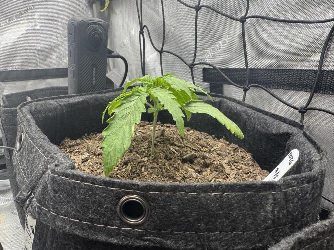 🍇 Planet of the Grapes Auto + Lab Test. Week 3