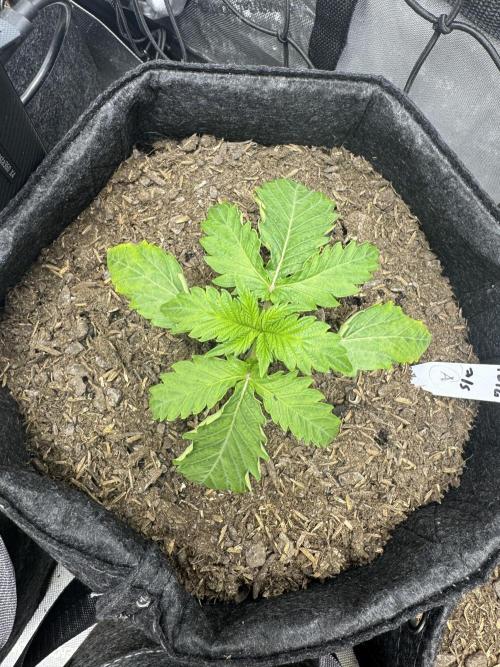 🍇 Planet of the Grapes Auto + Lab Test. Week 3