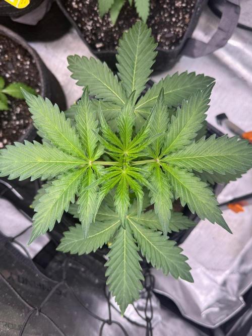 🍇 Planet of the Grapes Auto + Lab Test. Week 4