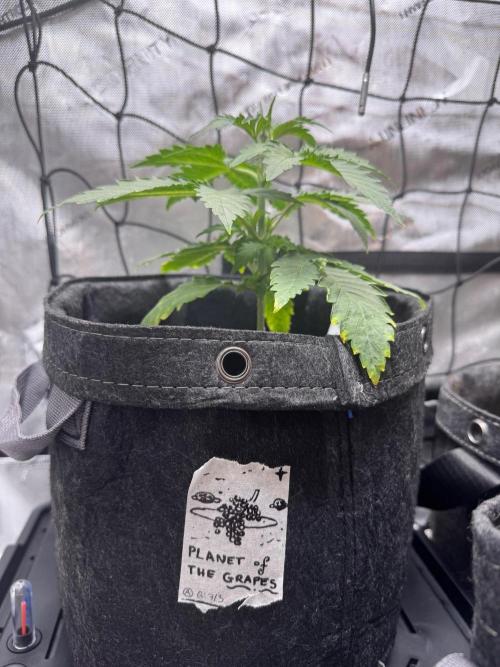 🍇 Planet of the Grapes Auto + Lab Test. Week 4