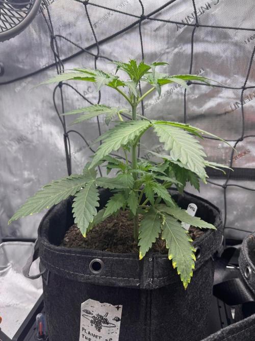 🍇 Planet of the Grapes Auto + Lab Test. Week 4