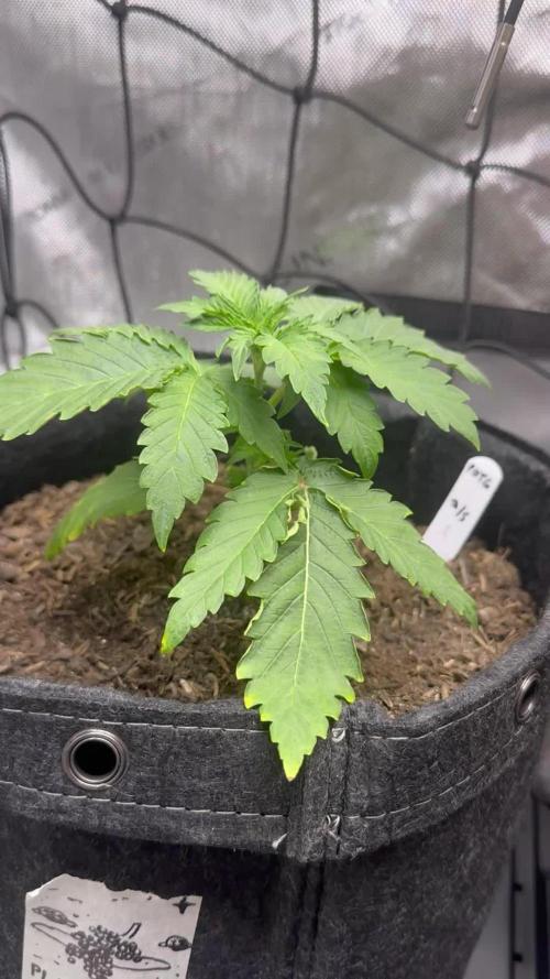 🍇 Planet of the Grapes Auto + Lab Test