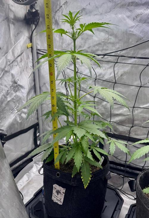 🍇 Planet of the Grapes Auto + Lab Test. Week 5
