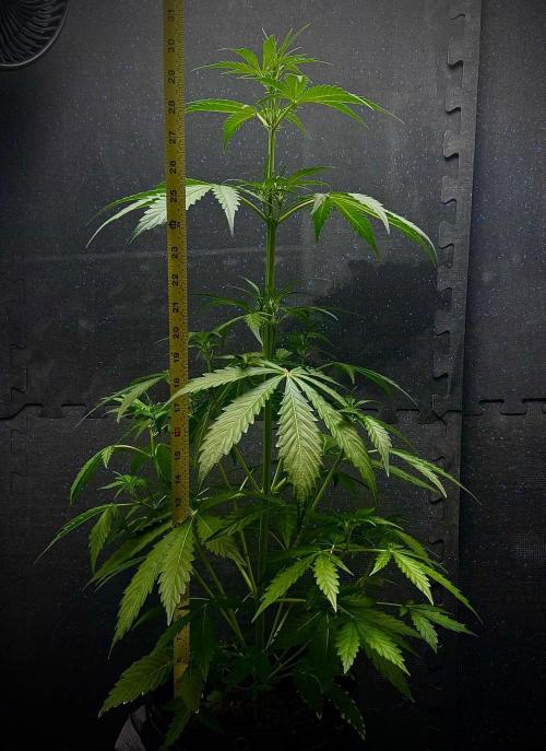 🍇 Planet of the Grapes Auto + Lab Test. Week 5