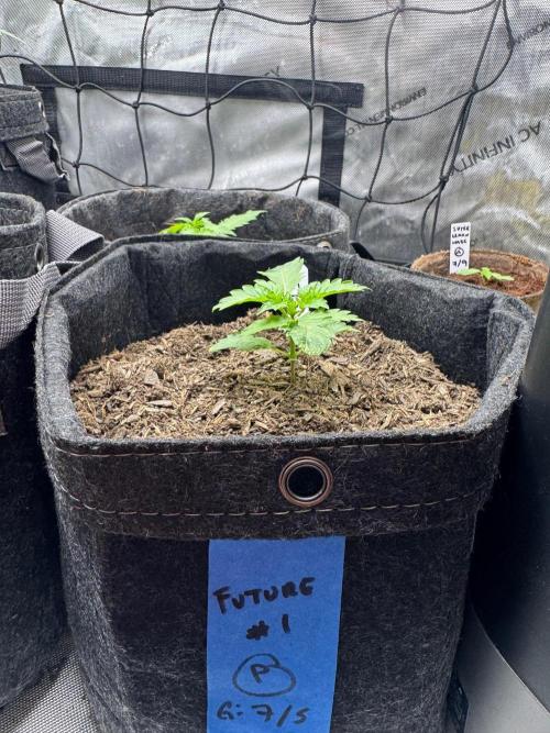 Future #1. Week 2