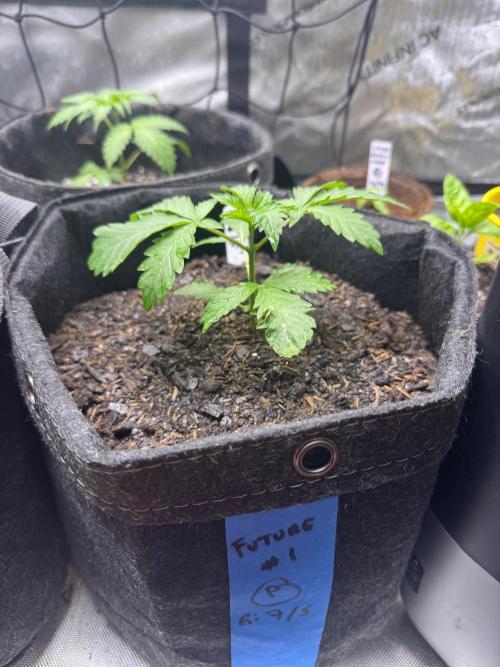 Future #1. Week 3
