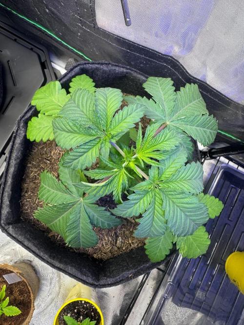Future #1. Week 4