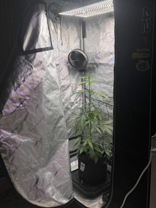 🍇 Planet of the Grapes Auto + Lab Test. Week 5