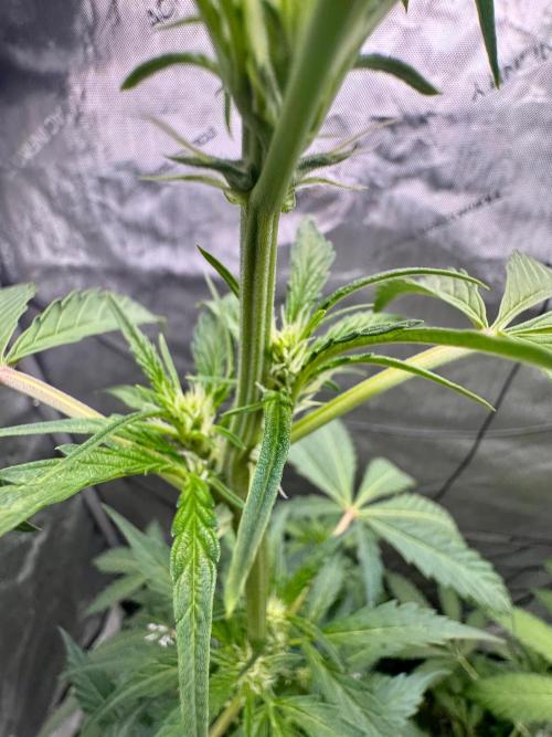 🍇 Planet of the Grapes Auto + Lab Test. Week 6