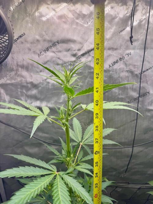 🍇 Planet of the Grapes Auto + Lab Test. Week 6