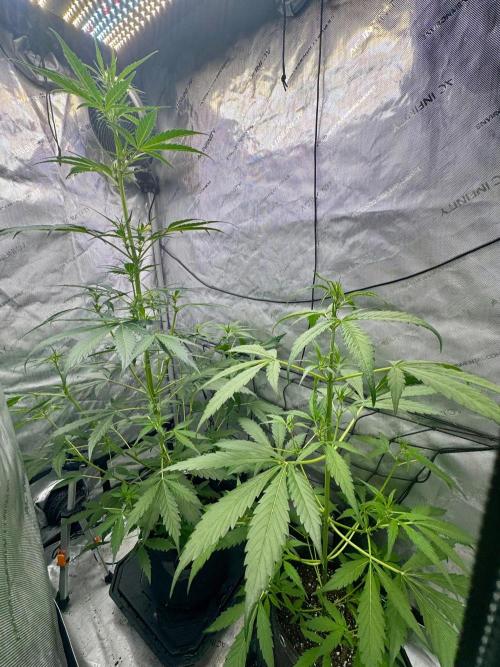 🍇 Planet of the Grapes Auto + Lab Test. Week 6