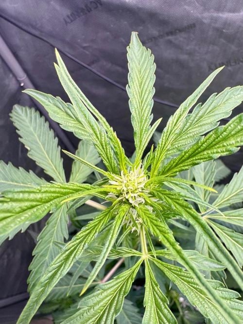🍇 Planet of the Grapes Auto + Lab Test. Week 6