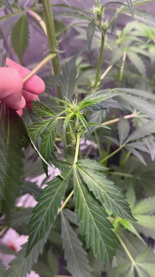 🍇 Planet of the Grapes Auto + Lab Test