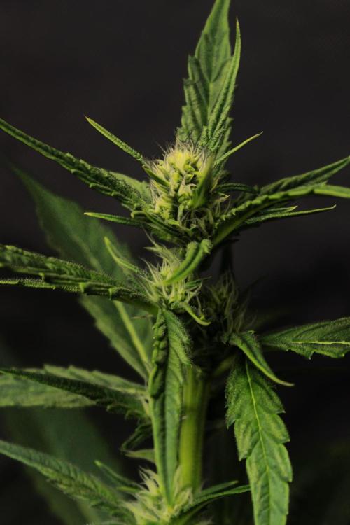 🍇 Planet of the Grapes Auto + Lab Test. Week 7