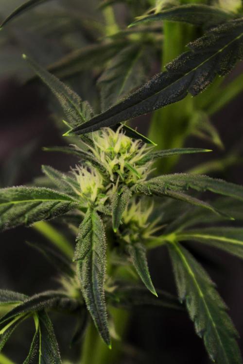 🍇 Planet of the Grapes Auto + Lab Test. Week 7