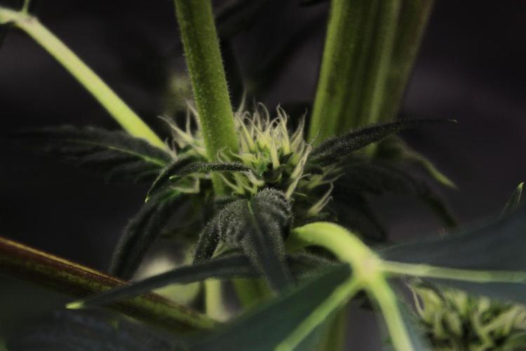 🍇 Planet of the Grapes Auto + Lab Test. Week 7