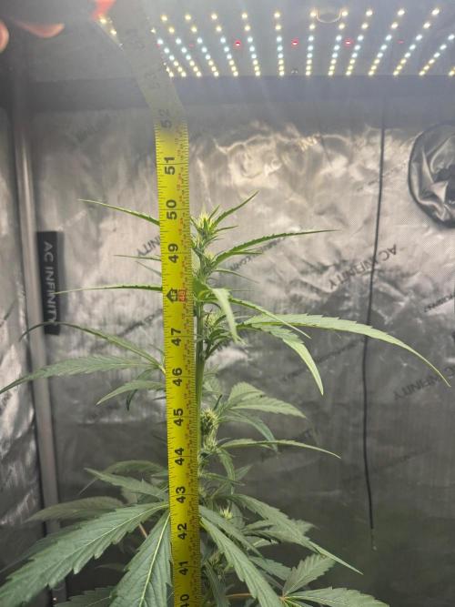 🍇 Planet of the Grapes Auto + Lab Test. Week 7
