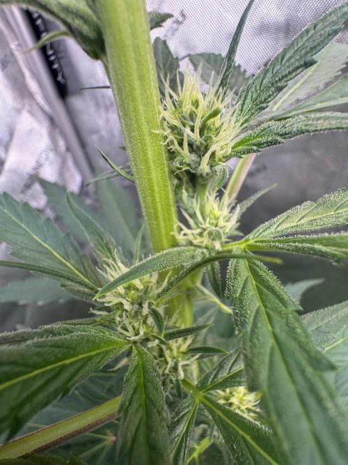 🍇 Planet of the Grapes Auto + Lab Test. Week 7