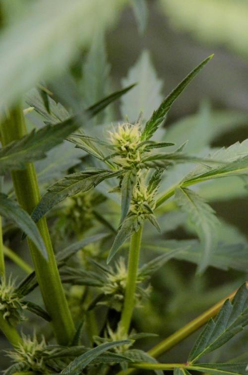 🍇 Planet of the Grapes Auto + Lab Test. Week 7
