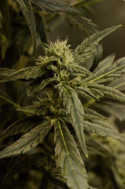 🍇 Planet of the Grapes Auto + Lab Test. Week 8