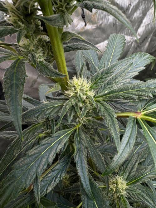 🍇 Planet of the Grapes Auto + Lab Test. Week 8