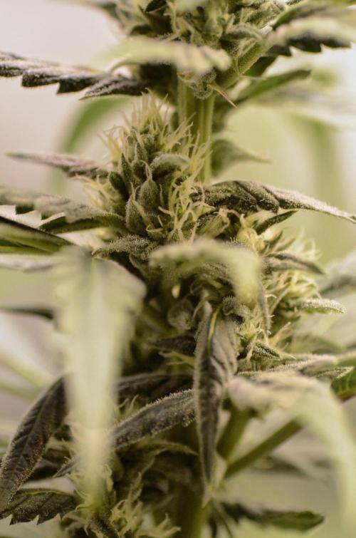 🍇 Planet of the Grapes Auto + Lab Test. Week 8