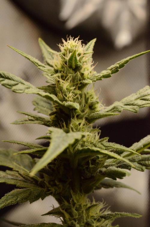 🍇 Planet of the Grapes Auto + Lab Test. Week 8