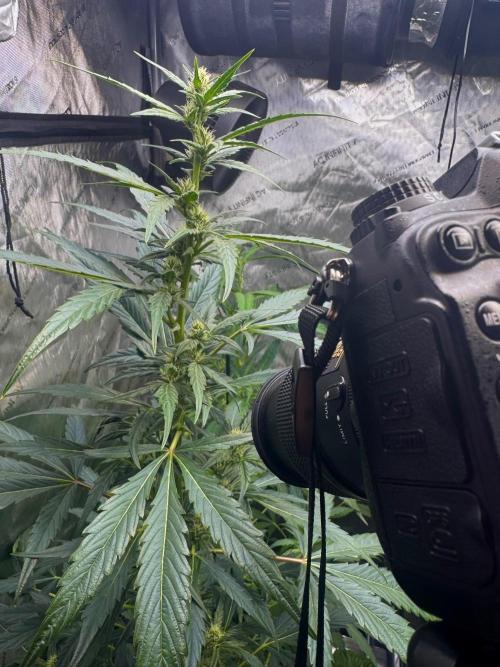 🍇 Planet of the Grapes Auto + Lab Test. Week 8