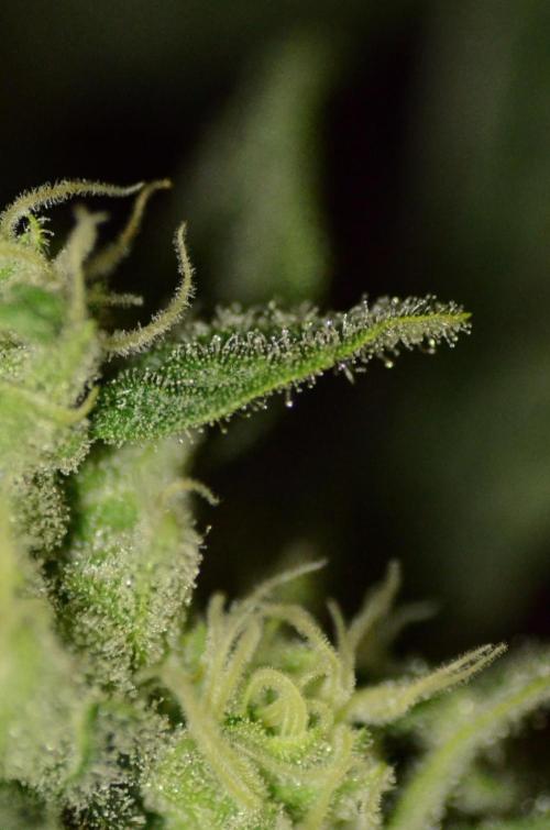 🍇 Planet of the Grapes Auto + Lab Test. Week 9