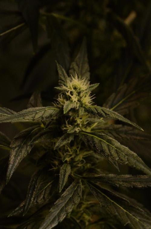 🍇 Planet of the Grapes Auto + Lab Test. Week 9