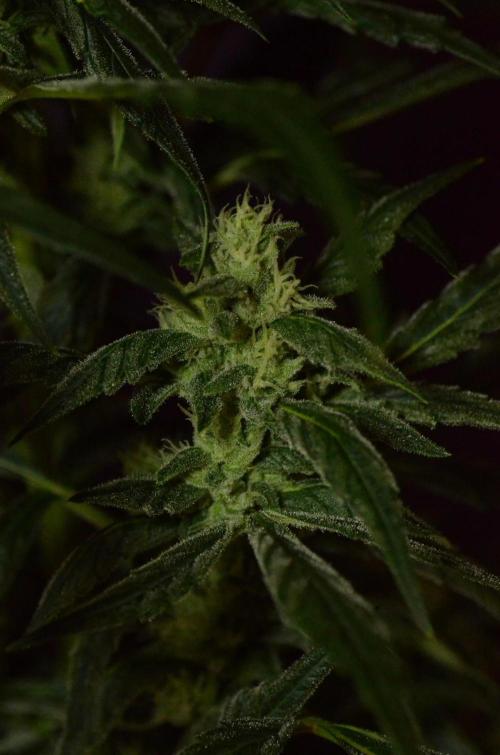 🍇 Planet of the Grapes Auto + Lab Test. Week 9