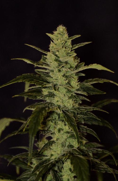 🍇 Planet of the Grapes Auto + Lab Test. Week 9