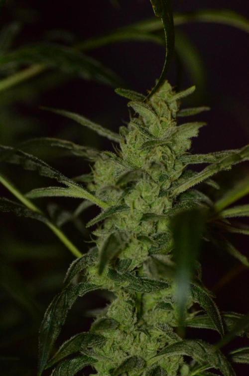 🍇 Planet of the Grapes Auto + Lab Test. Week 10
