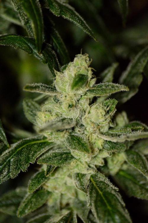 🍇 Planet of the Grapes Auto + Lab Test. Week 10