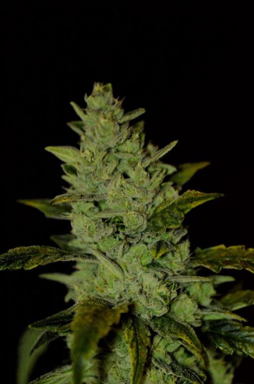🍇 Planet of the Grapes Auto + Lab Test. Week 10