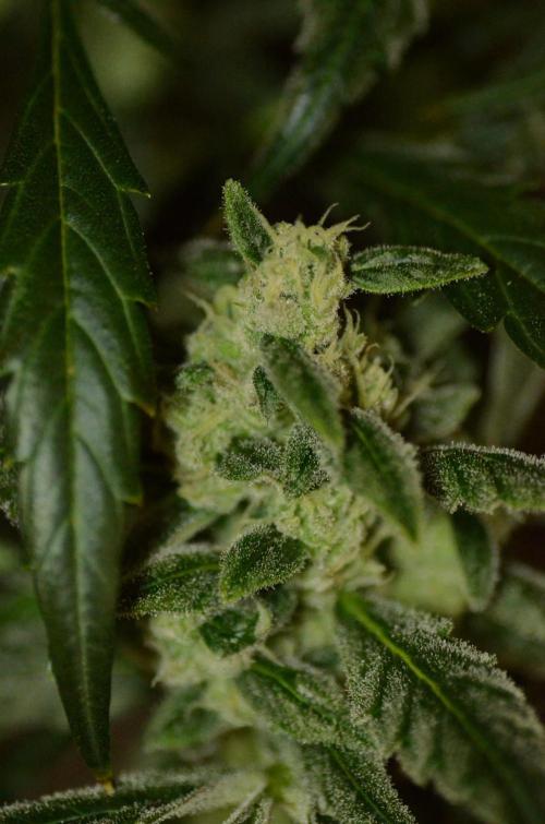 🍇 Planet of the Grapes Auto + Lab Test. Week 10