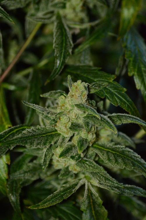 🍇 Planet of the Grapes Auto + Lab Test. Week 11