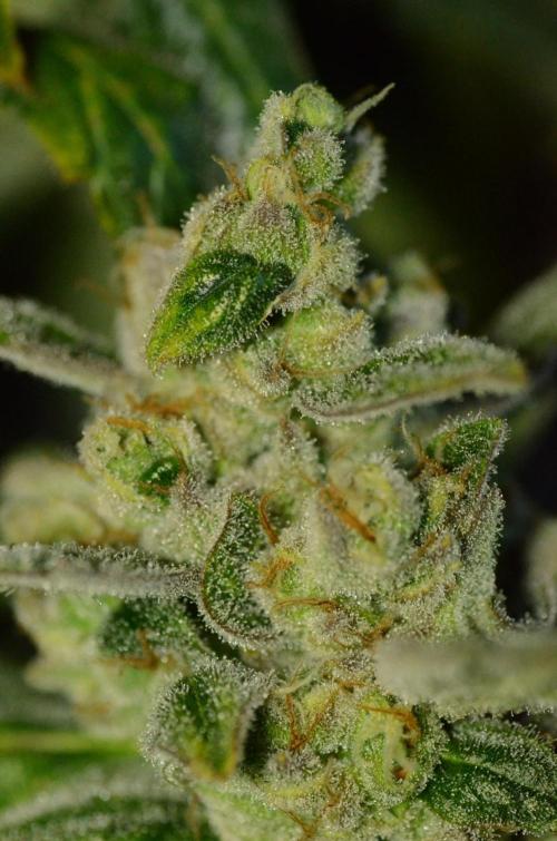 🍇 Planet of the Grapes Auto + Lab Test. Week 11