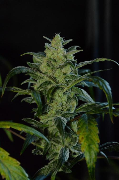 🍇 Planet of the Grapes Auto + Lab Test. Week 11