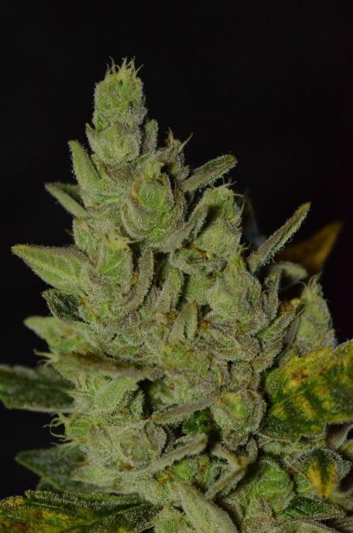 🍇 Planet of the Grapes Auto + Lab Test. Week 11