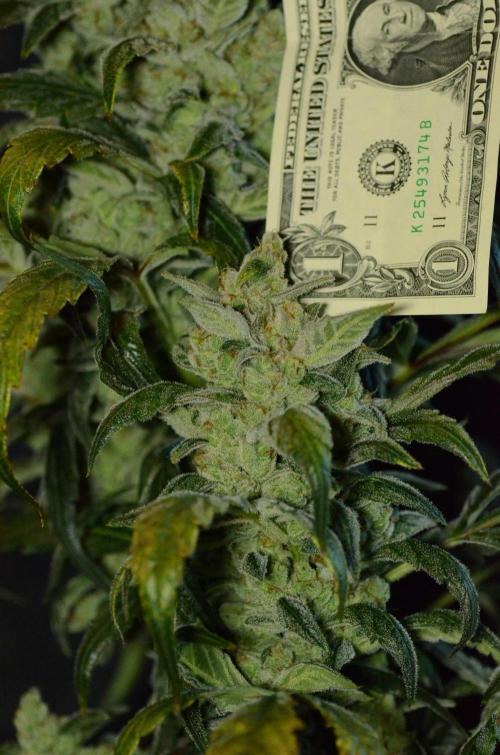 🍇 Planet of the Grapes Auto + Lab Test. Week 11